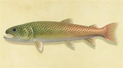 string fish|Animal Crossing Stringfish: How to catch and find the .